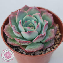 Load image into Gallery viewer, Echeveria &#39;Love Heart&#39; - John &amp; Norma&#39;s Succulents Australia
