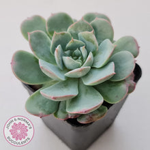 Load image into Gallery viewer, Echeveria &#39;Lovely Bear&#39;
