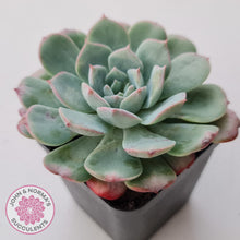 Load image into Gallery viewer, Echeveria &#39;Lovely Bear&#39;
