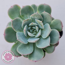 Load image into Gallery viewer, Echeveria &#39;Lovely Bear&#39;
