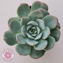 Load image into Gallery viewer, Echeveria &#39;Lovely Bear&#39;
