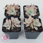 Echeveria 'Madiba' - Pink Lips