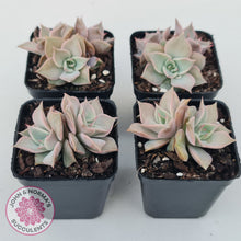 Load image into Gallery viewer, Echeveria &#39;Madiba&#39; - Pink Lips
