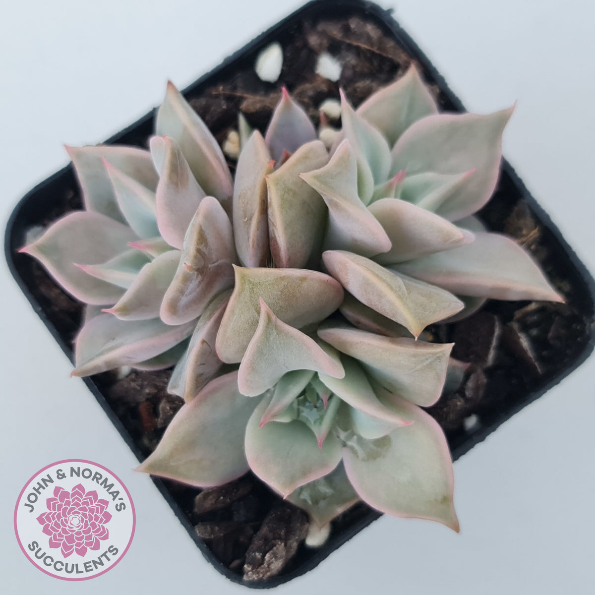 Echeveria 'Madiba' - Pink Lips