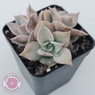 Echeveria 'Madiba' - Pink Lips