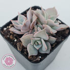 Echeveria 'Madiba' - Pink Lips