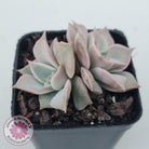 Echeveria 'Madiba' - Pink Lips