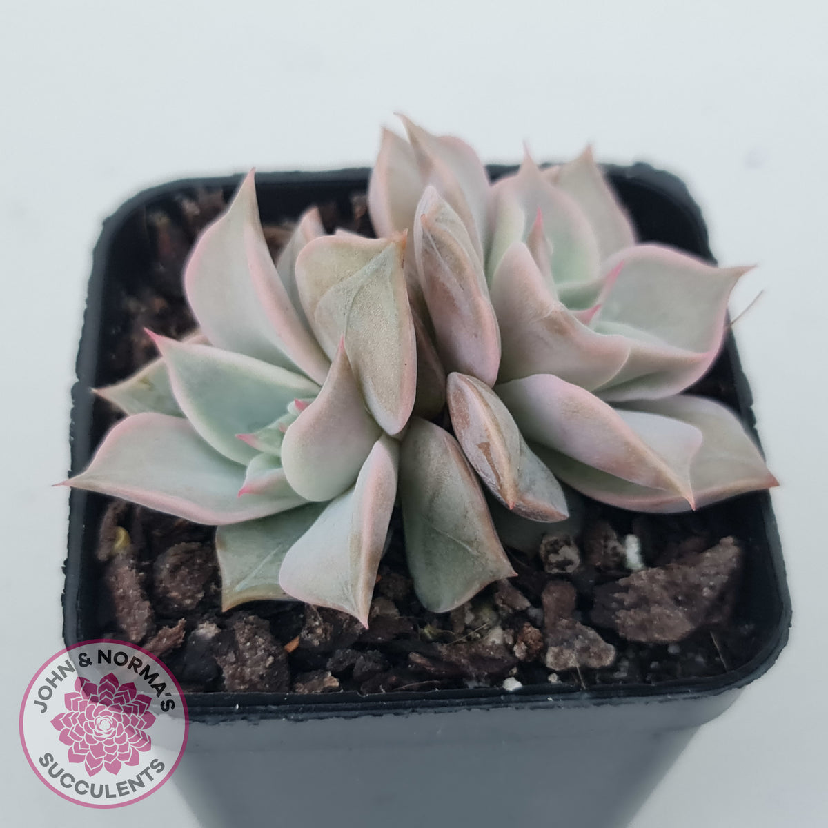 Echeveria 'Madiba' - Pink Lips