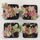 Echeveria manaudes