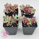 Echeveria manaudes