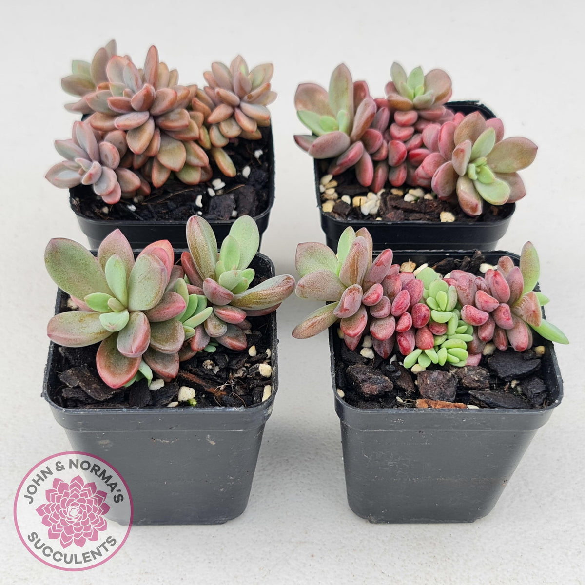 Echeveria manaudes