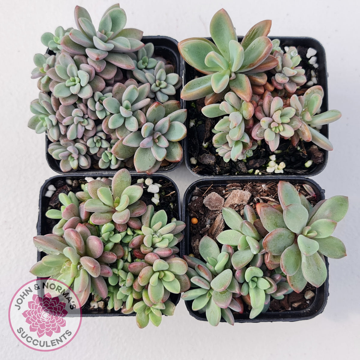 Echeveria manaudes