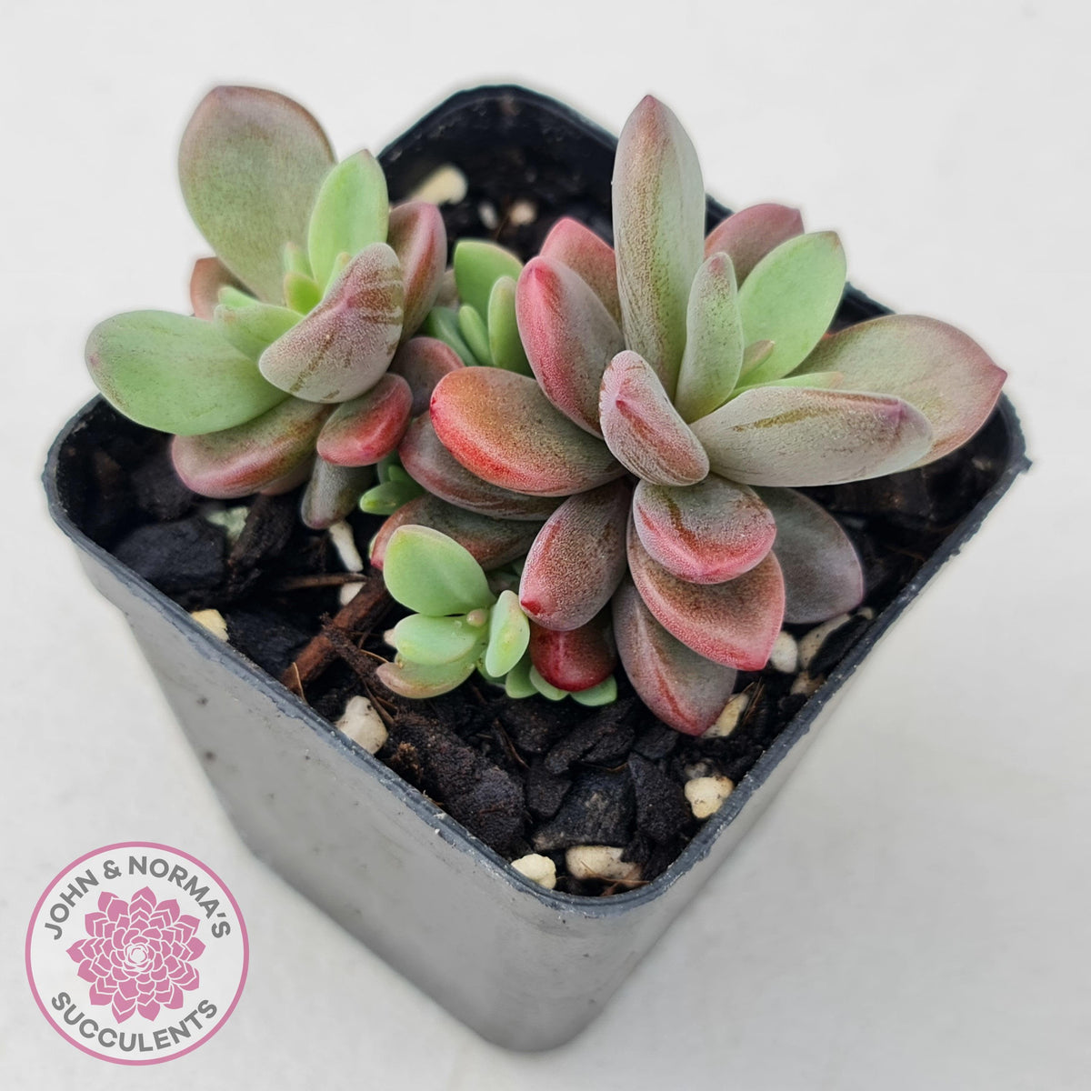 Echeveria manaudes