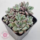 Echeveria manaudes