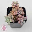 Echeveria manaudes
