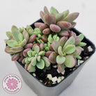 Echeveria manaudes