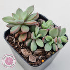 Echeveria manaudes