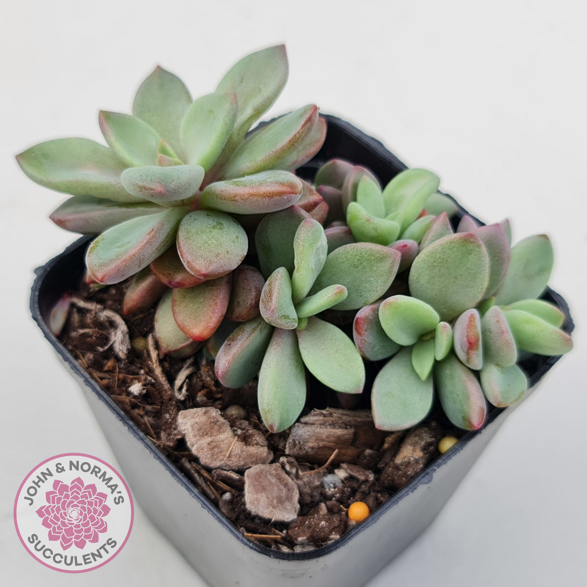 Echeveria manaudes