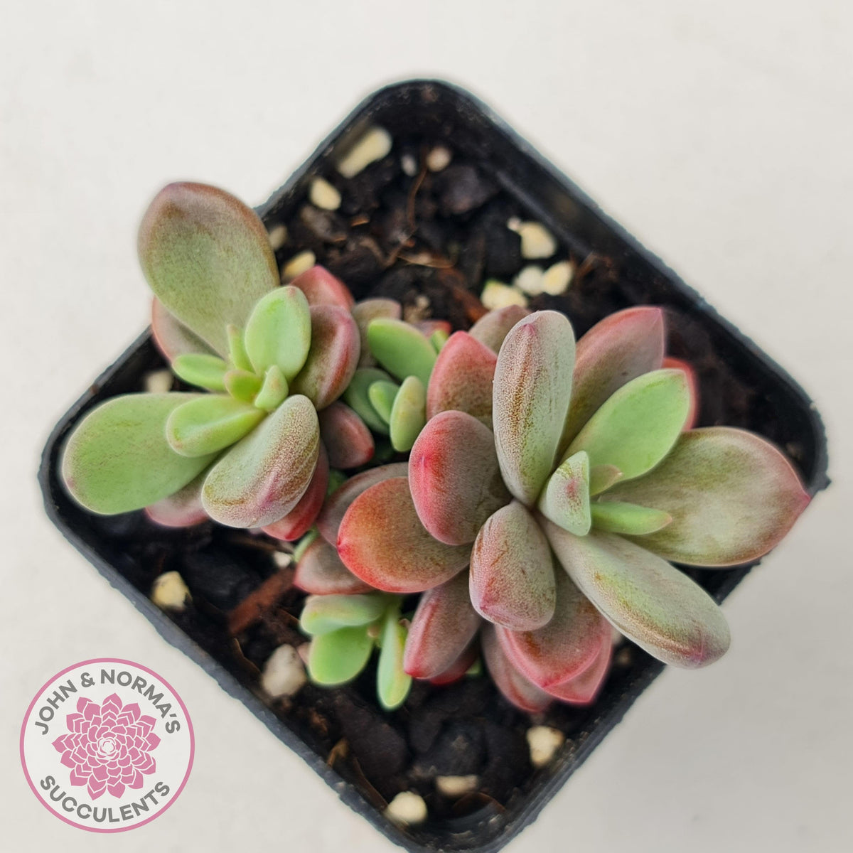 Echeveria manaudes