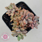 Echeveria manaudes