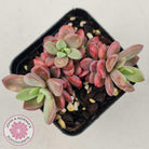 Echeveria manaudes