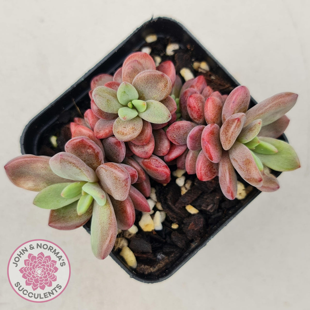 Echeveria manaudes