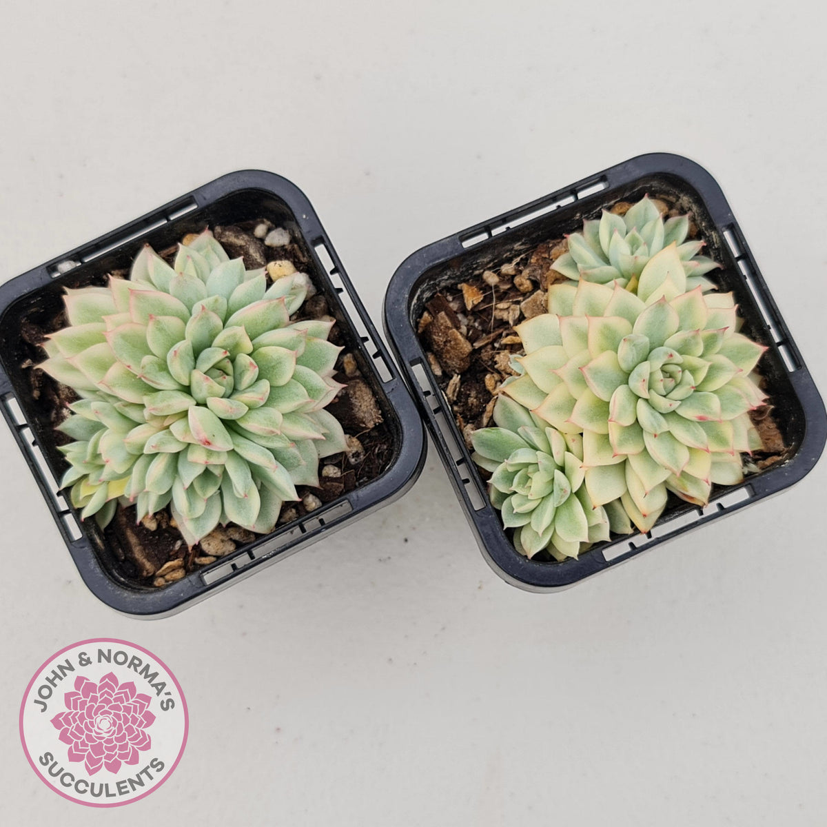 Echeveria Mebina Variegated