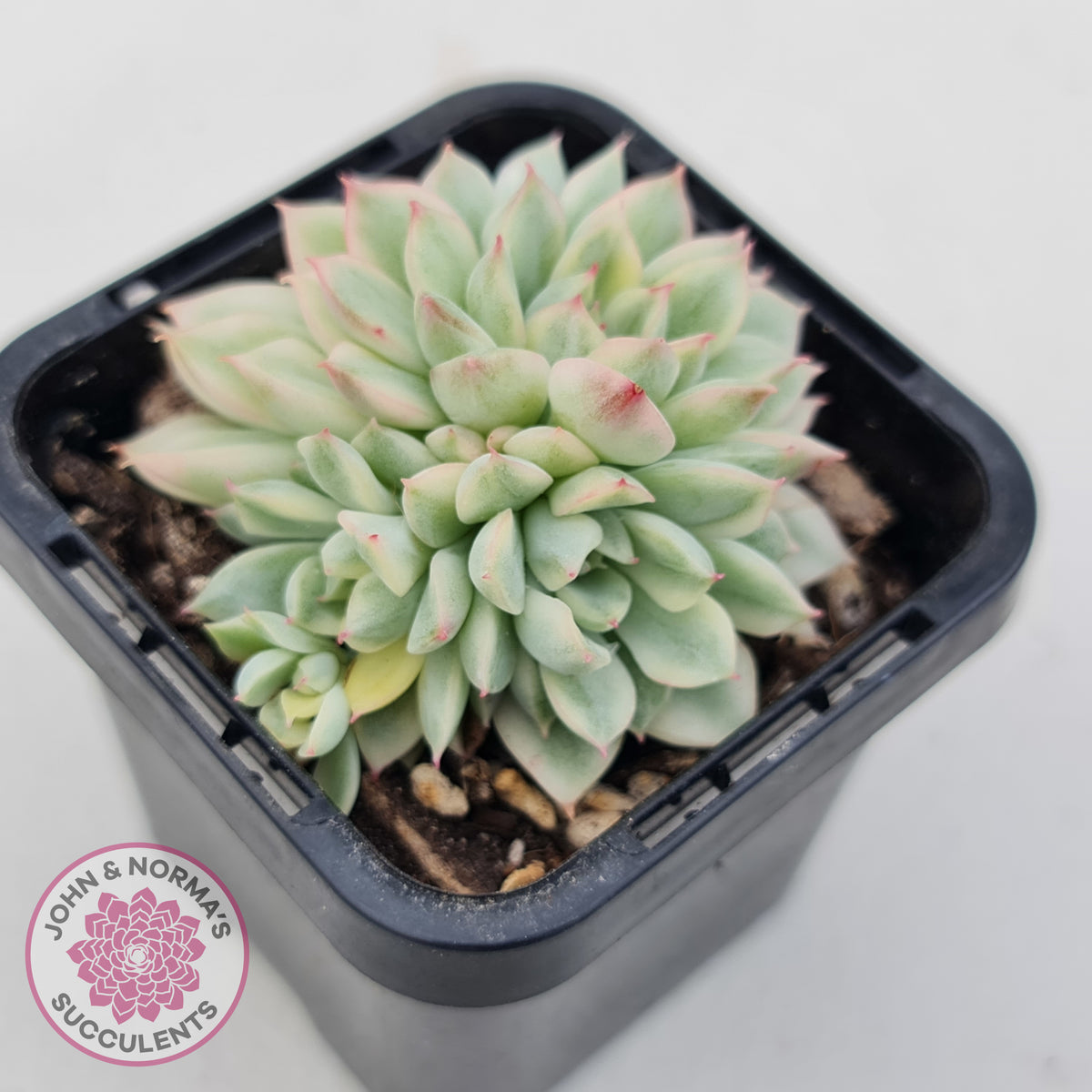 Echeveria Mebina Variegated