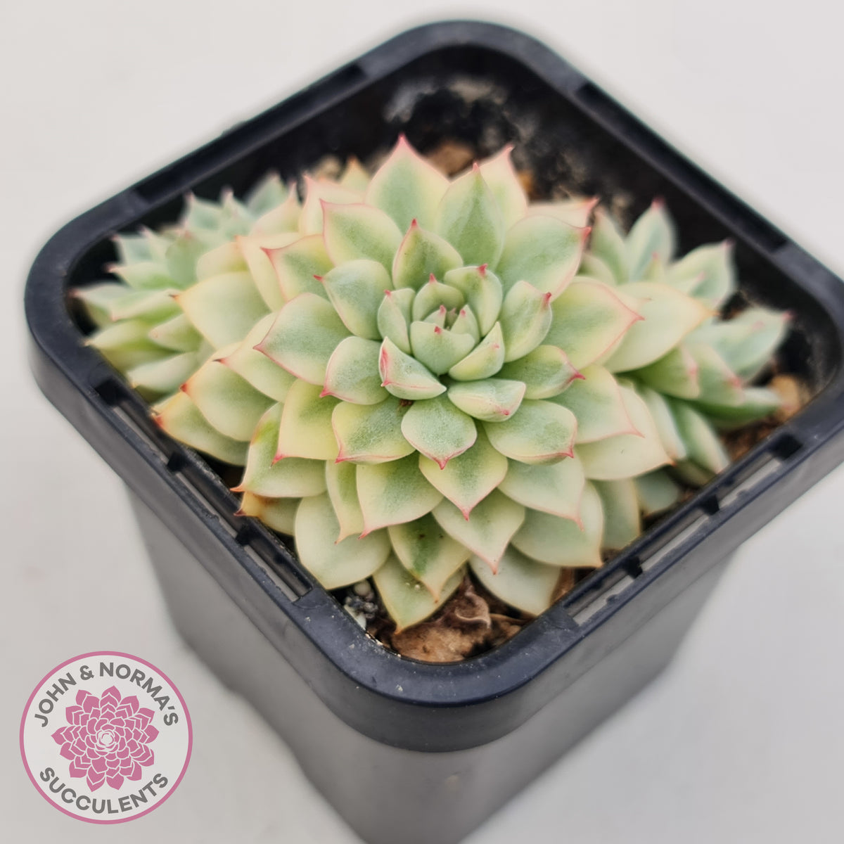 Echeveria Mebina Variegated