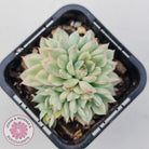 Echeveria Mebina Variegated