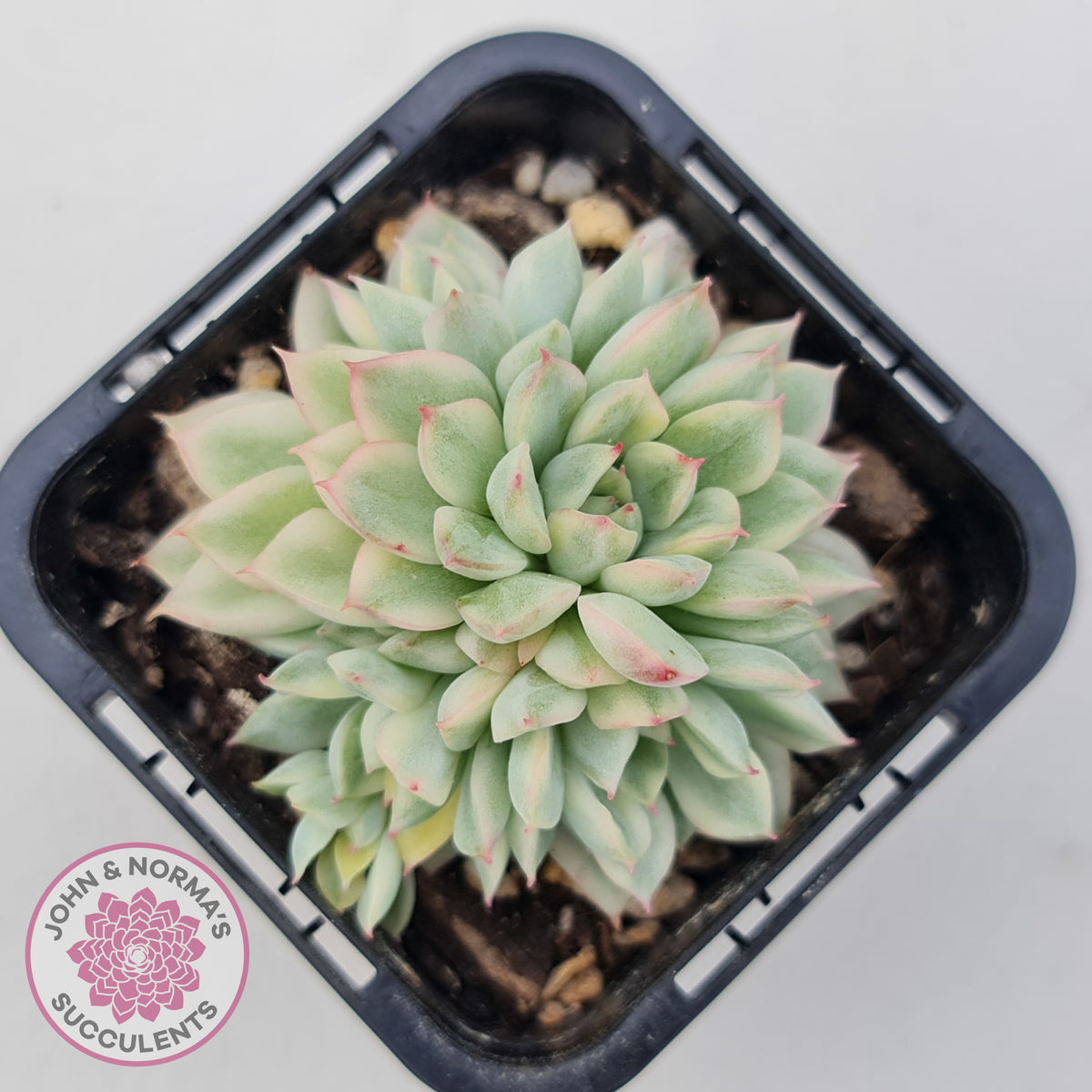 Echeveria Mebina Variegated