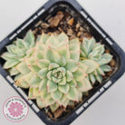 Echeveria Mebina Variegated