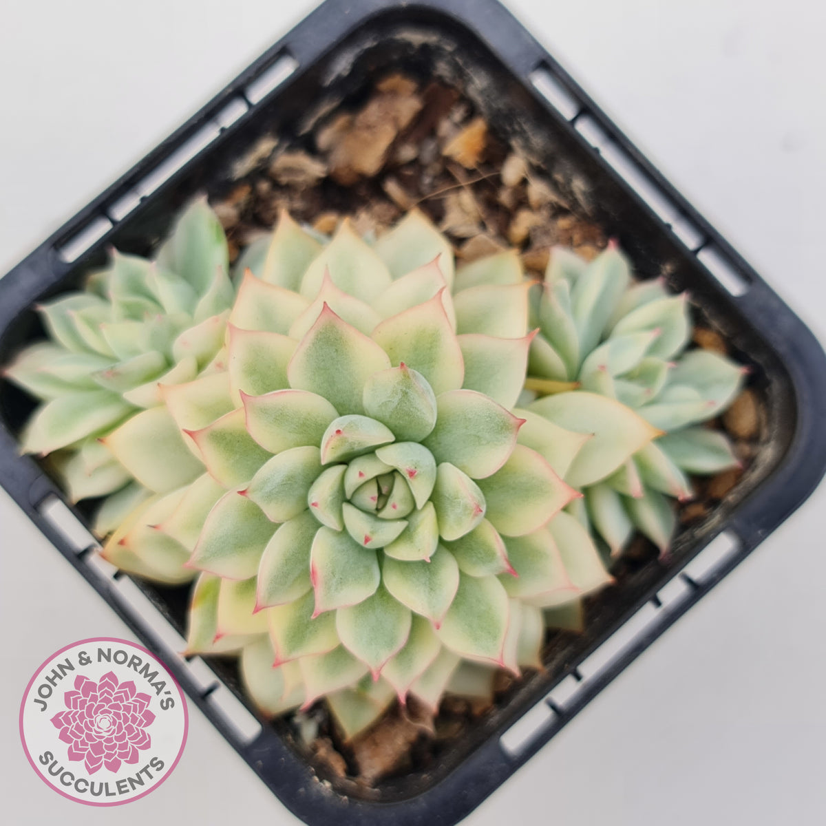 Echeveria Mebina Variegated