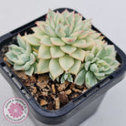 Echeveria Mebina Variegated