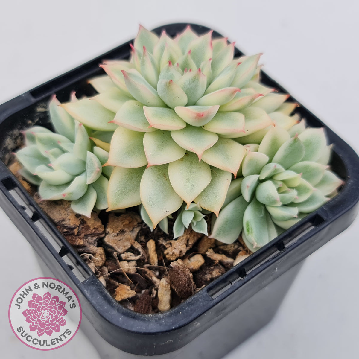 Echeveria Mebina Variegated