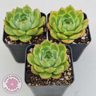 Echeveria Memorial Day