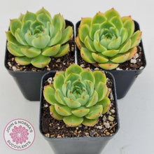 Load image into Gallery viewer, Echeveria Memorial Day - John &amp; Norma&#39;s Succulents Australia
