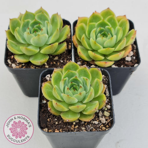 Echeveria Memorial Day - John & Norma's Succulents Australia