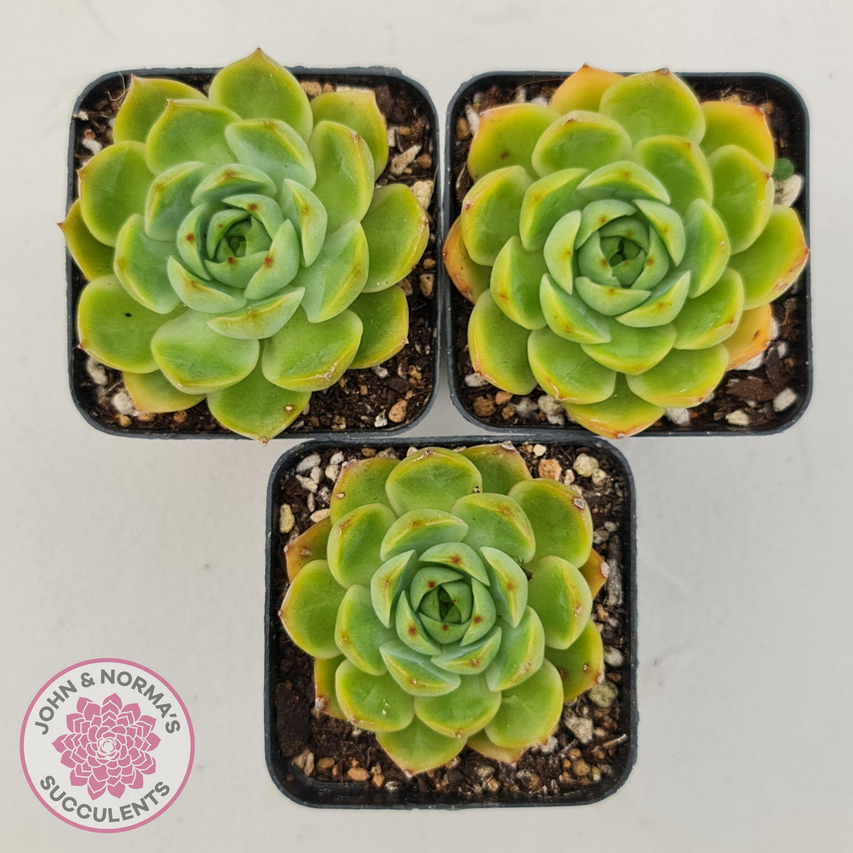 Echeveria Memorial Day