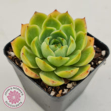 Load image into Gallery viewer, Echeveria Memorial Day - John &amp; Norma&#39;s Succulents Australia
