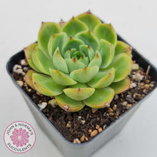 Load image into Gallery viewer, Echeveria Memorial Day - John &amp; Norma&#39;s Succulents Australia
