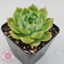 Load image into Gallery viewer, Echeveria Memorial Day - John &amp; Norma&#39;s Succulents Australia
