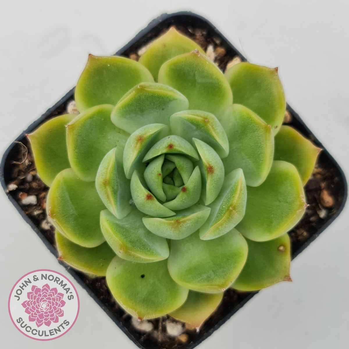 Echeveria Memorial Day