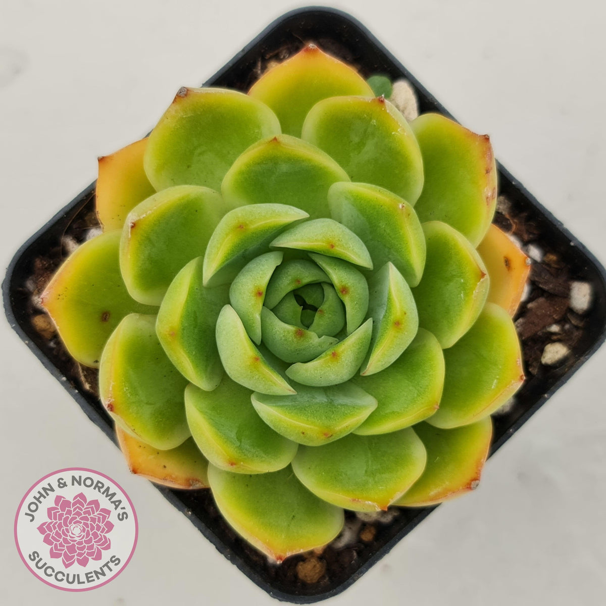 Echeveria Memorial Day