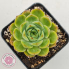 Echeveria Memorial Day