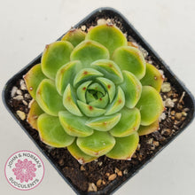 Load image into Gallery viewer, Echeveria Memorial Day - John &amp; Norma&#39;s Succulents Australia
