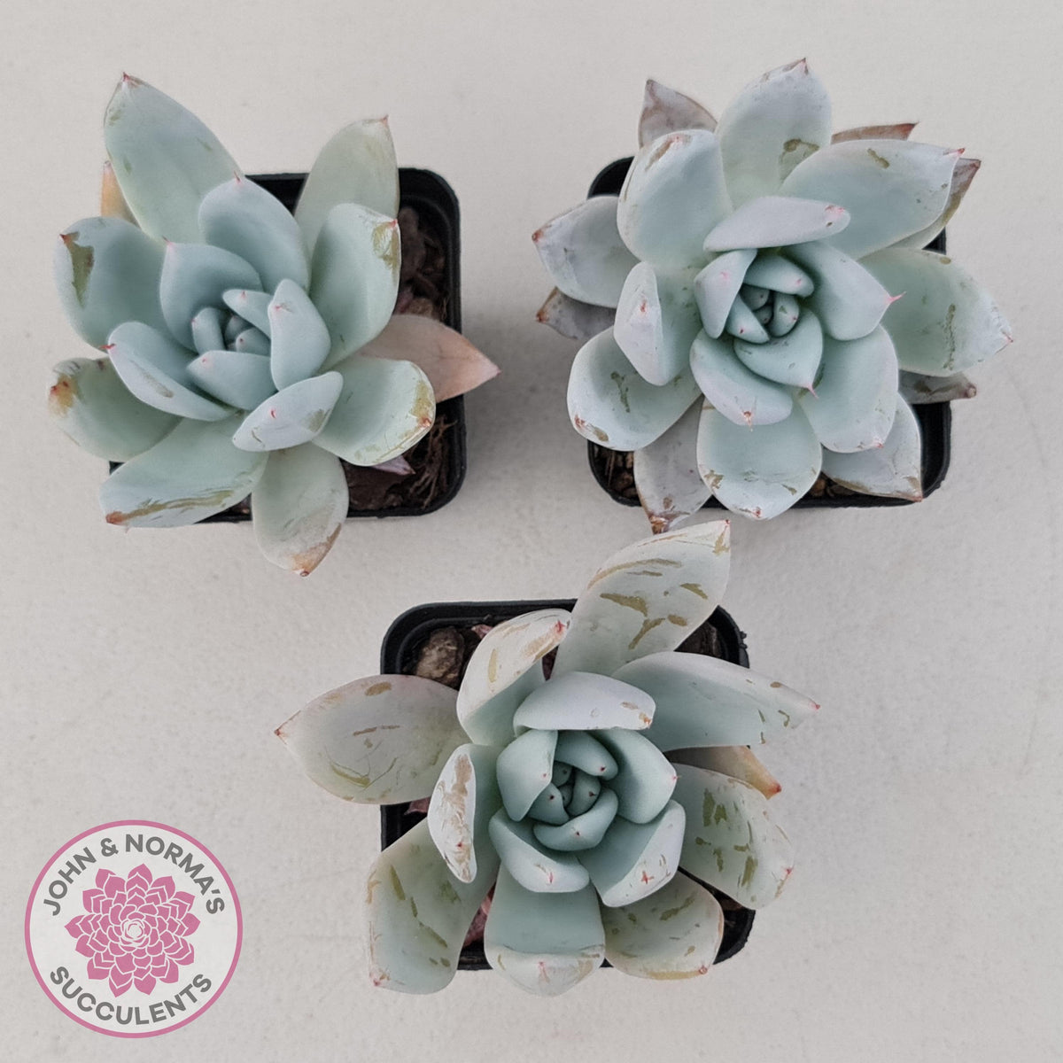 Echeveria 'Mexican Giant'
