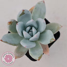 Echeveria 'Mexican Giant'