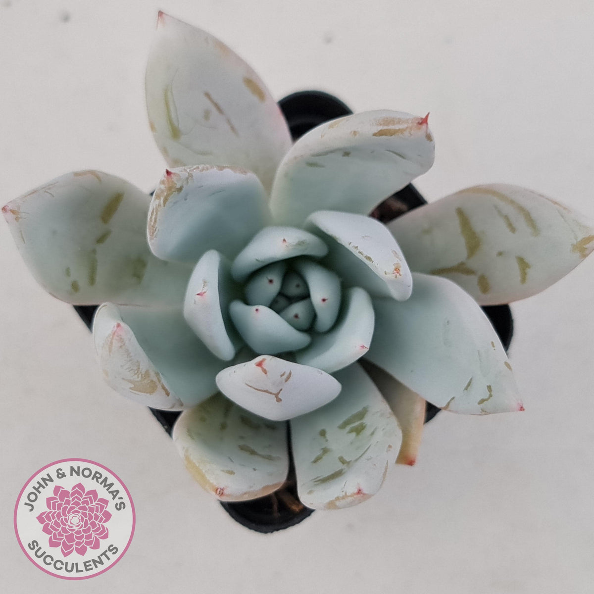 Echeveria 'Mexican Giant'