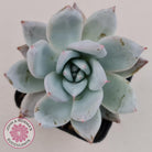 Echeveria 'Mexican Giant'